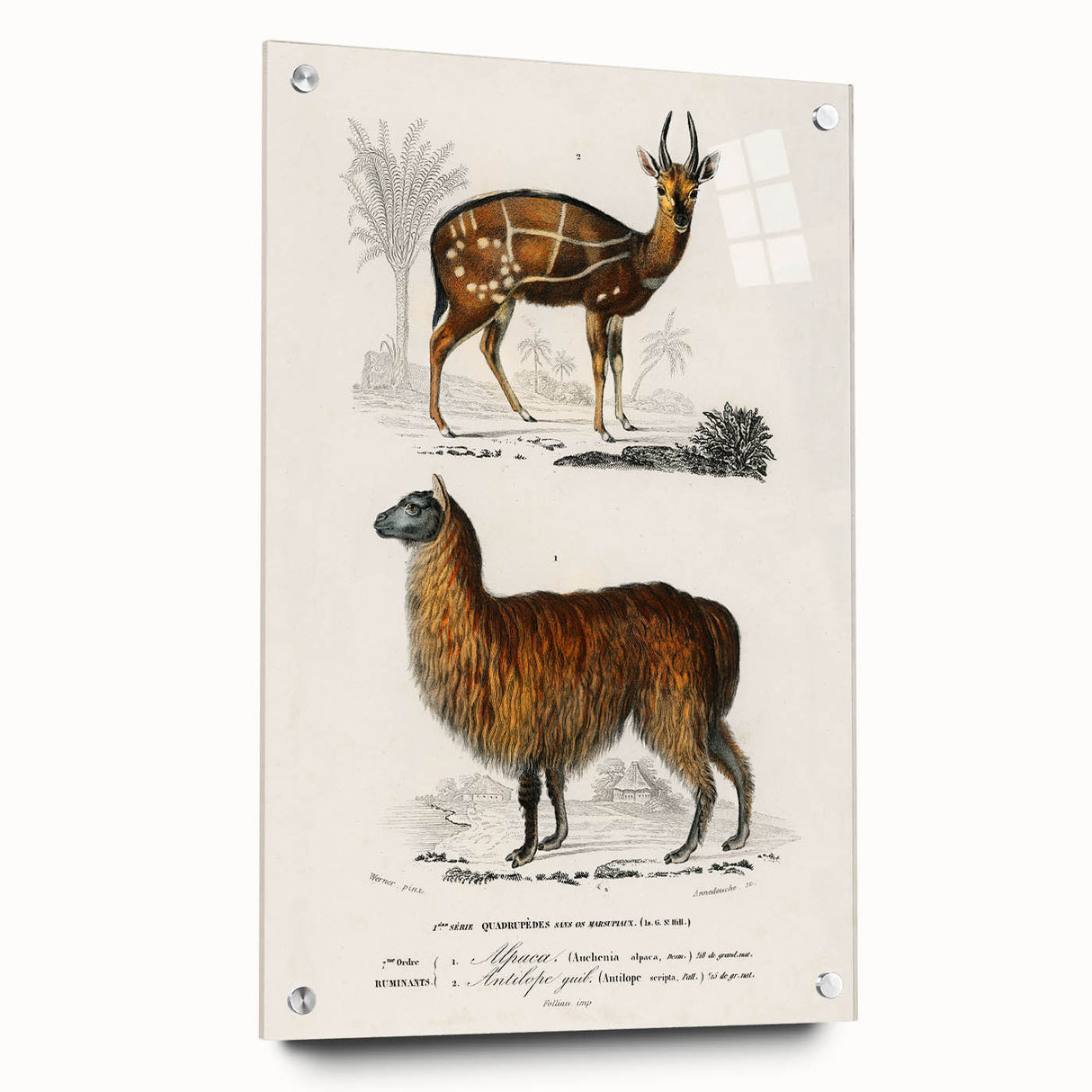 Romanticism Art: Alpaca & Antelope Historic Illustration Canvas Print
