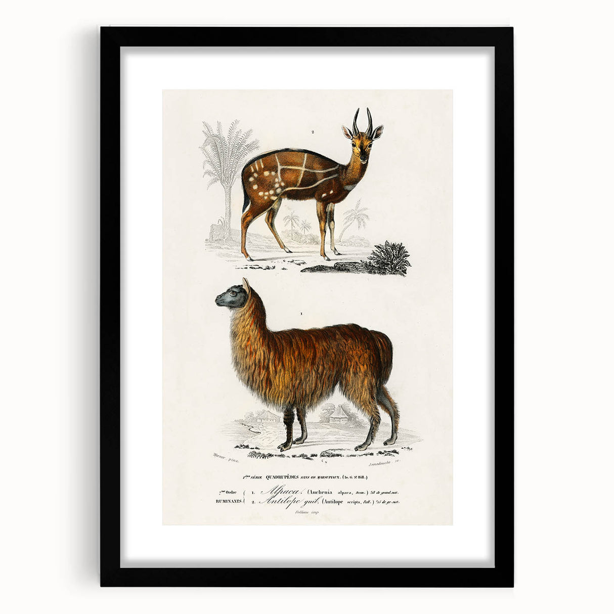 Romanticism Art: Alpaca & Antelope Historic Illustration Canvas Print