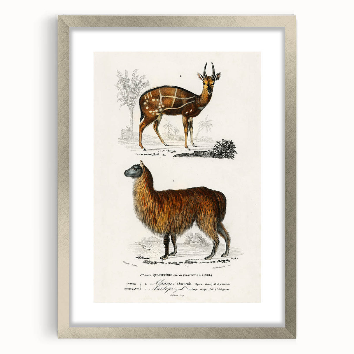 Romanticism Art: Alpaca & Antelope Historic Illustration Canvas Print
