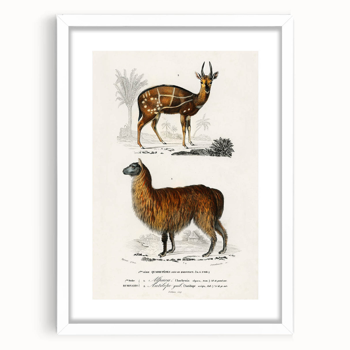 Romanticism Art: Alpaca & Antelope Historic Illustration Canvas Print