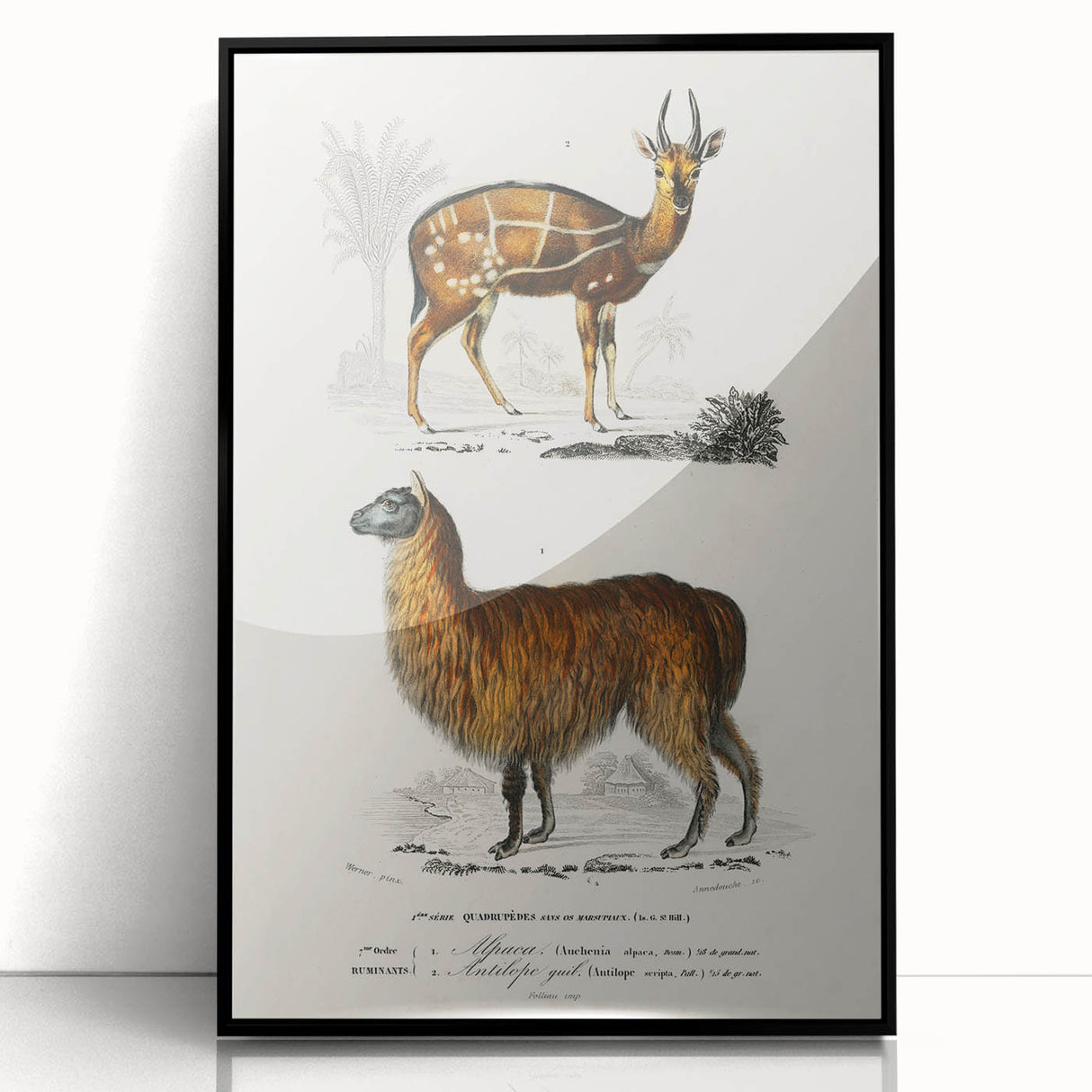 Romanticism Art: Alpaca & Antelope Historic Illustration Canvas Print
