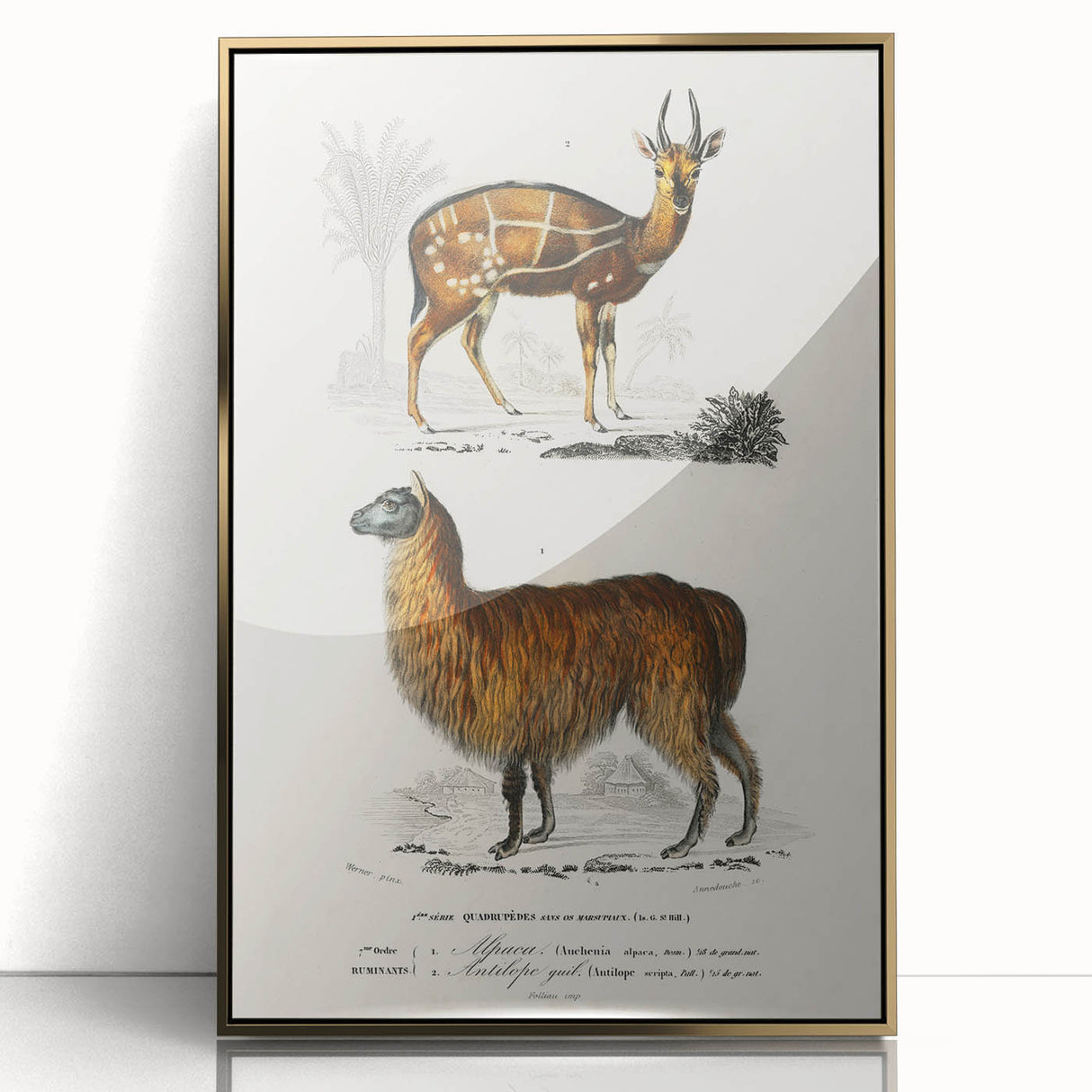 Romanticism Art: Alpaca & Antelope Historic Illustration Canvas Print
