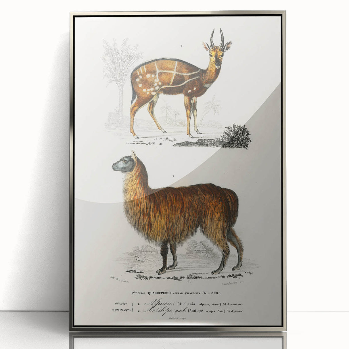 Romanticism Art: Alpaca & Antelope Historic Illustration Canvas Print