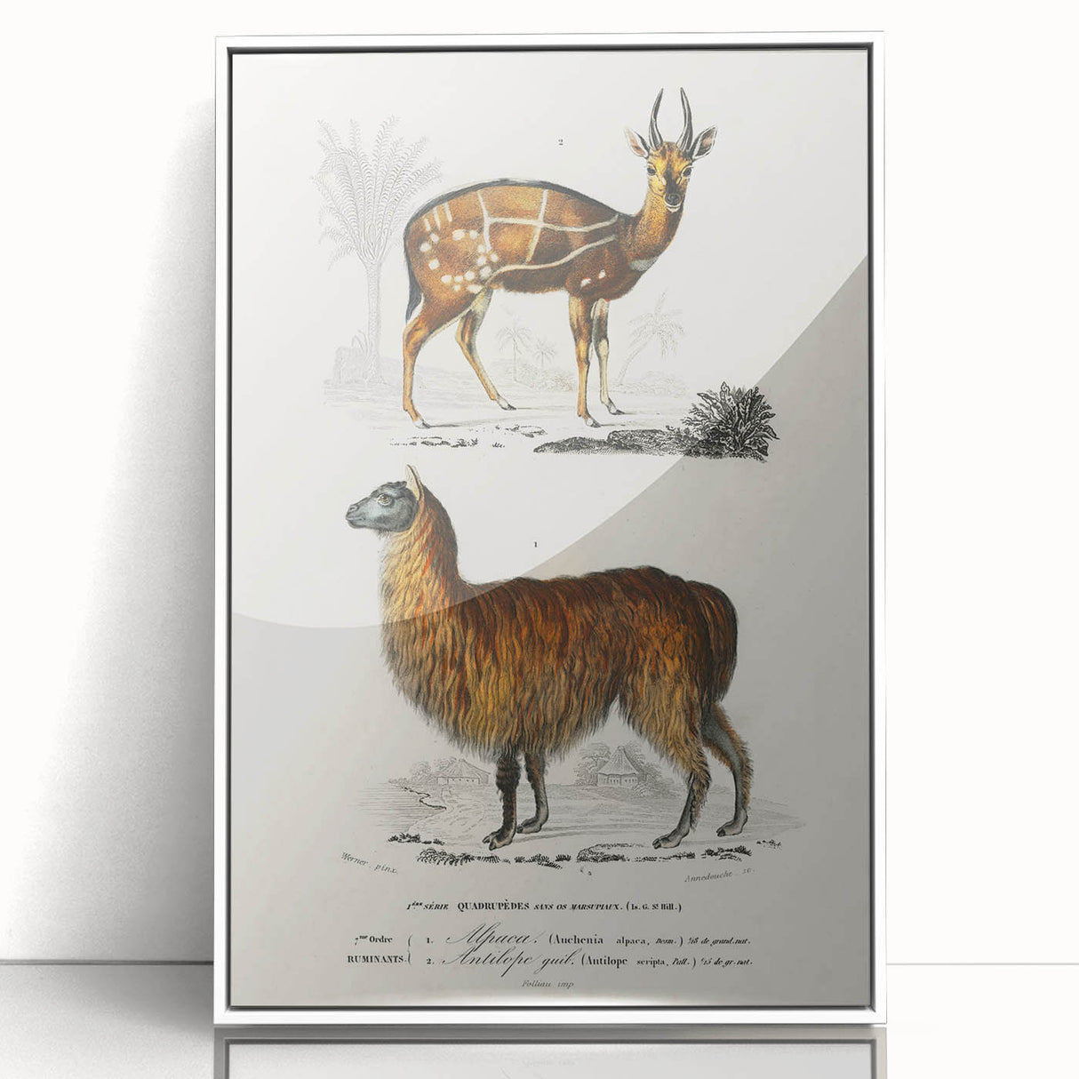 Romanticism Art: Alpaca & Antelope Historic Illustration Canvas Print