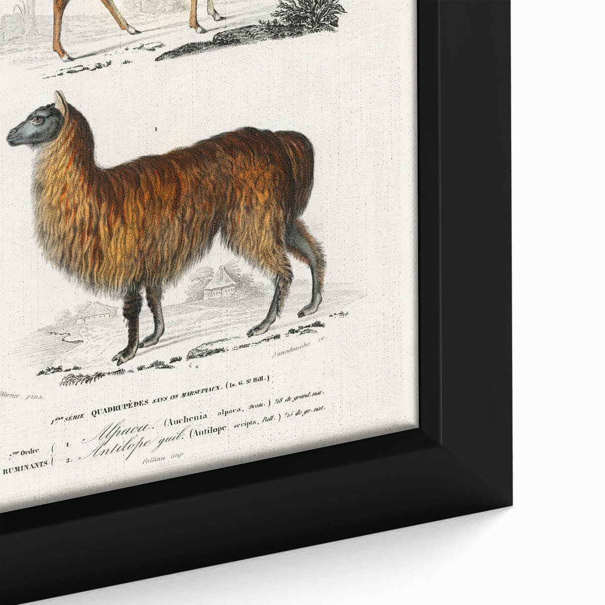 Romanticism Art: Alpaca & Antelope Historic Illustration Canvas Print