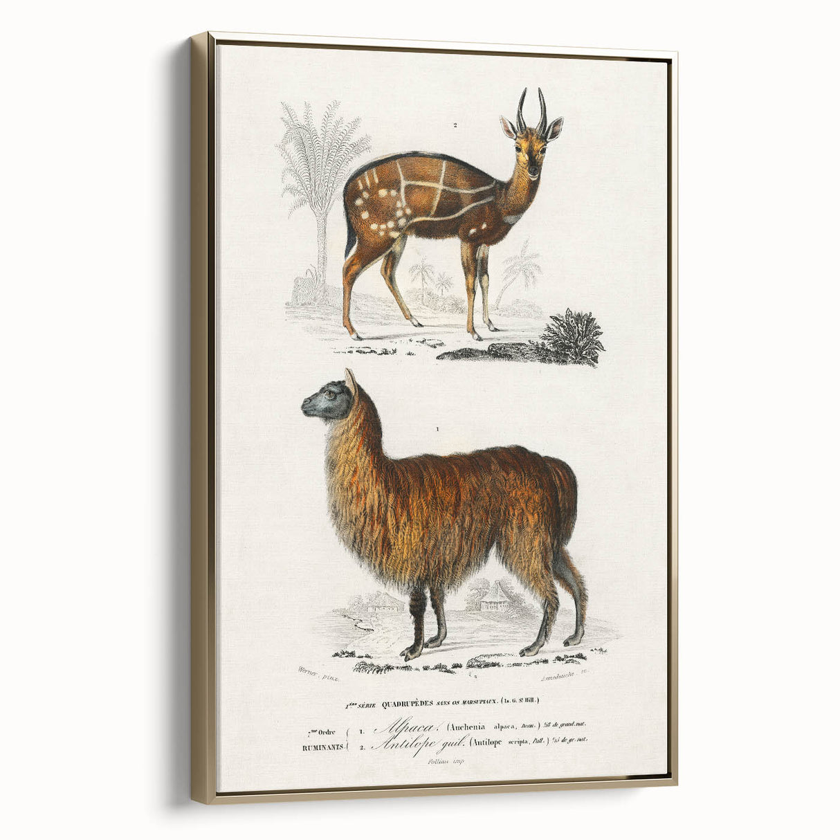 Romanticism Art: Alpaca & Antelope Historic Illustration Canvas Print