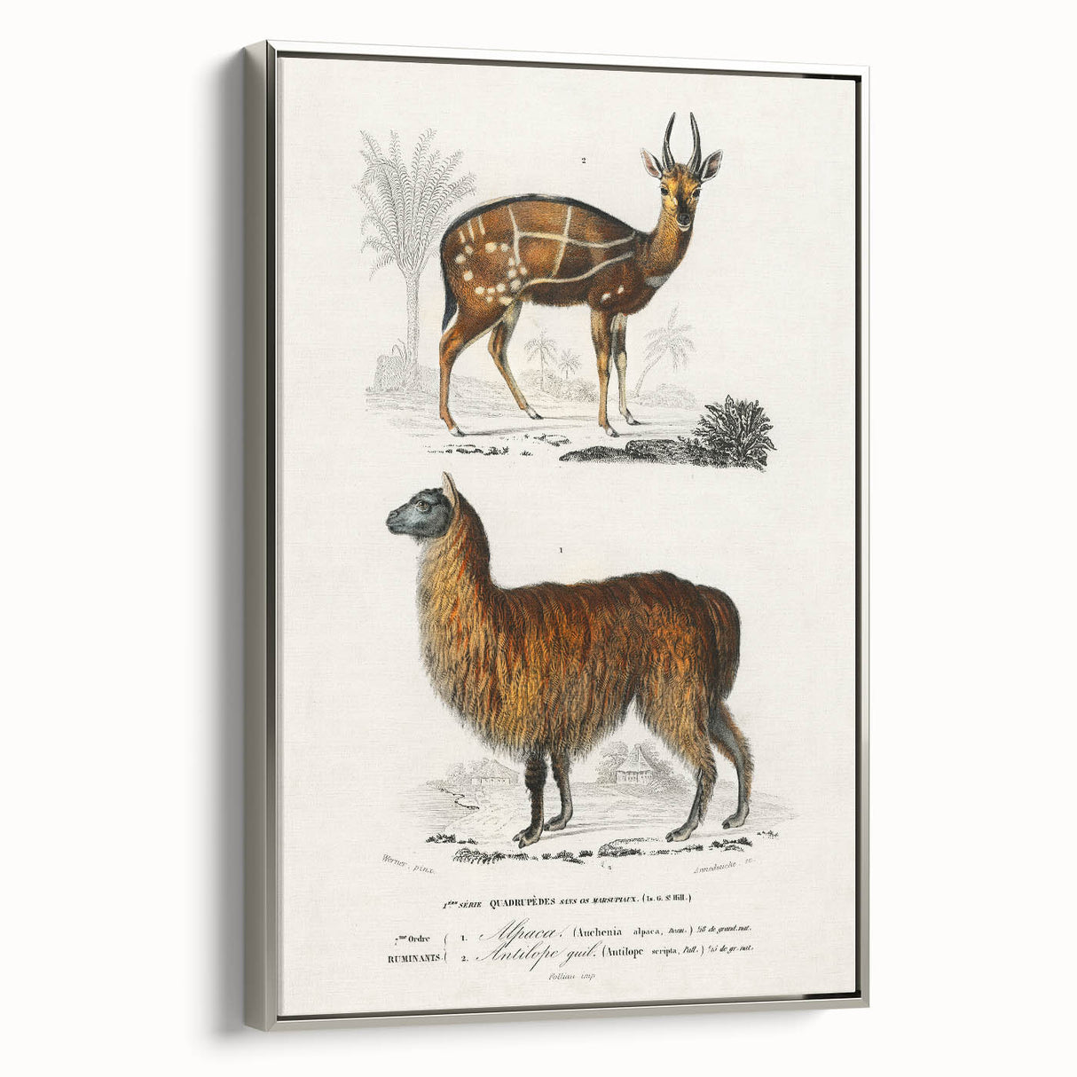 Romanticism Art: Alpaca & Antelope Historic Illustration Canvas Print