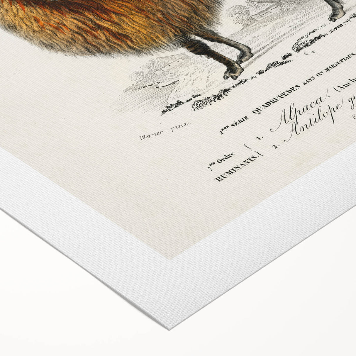 Romanticism Art: Alpaca & Antelope Historic Illustration Canvas Print