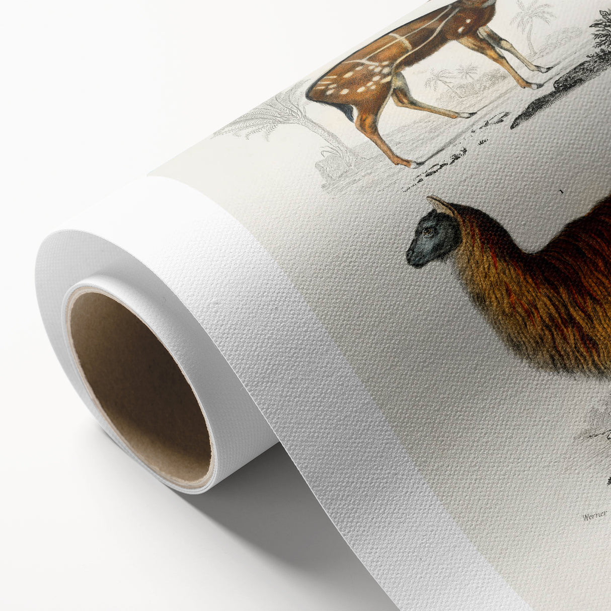 Romanticism Art: Alpaca & Antelope Historic Illustration Canvas Print