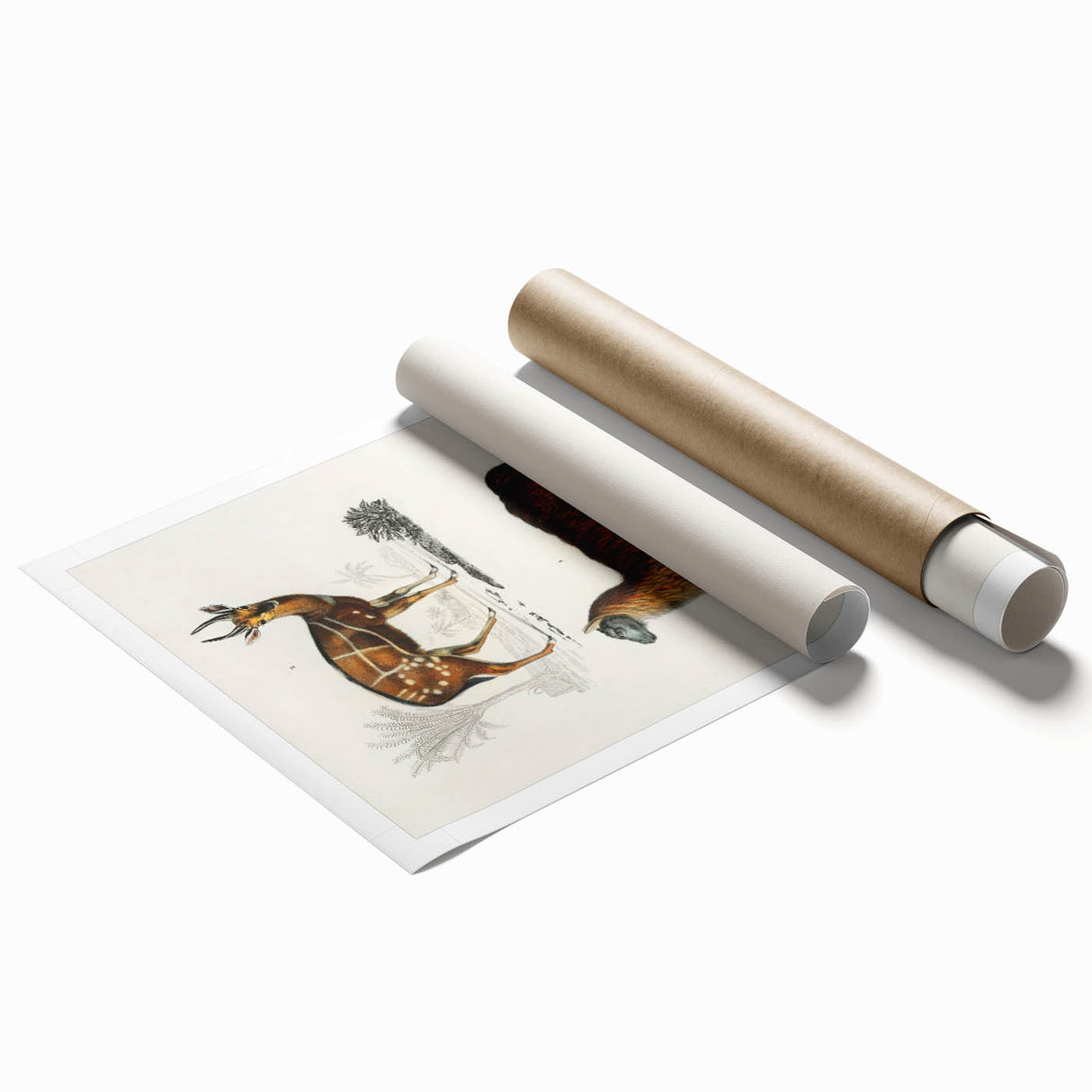 Romanticism Art: Alpaca & Antelope Historic Illustration Canvas Print