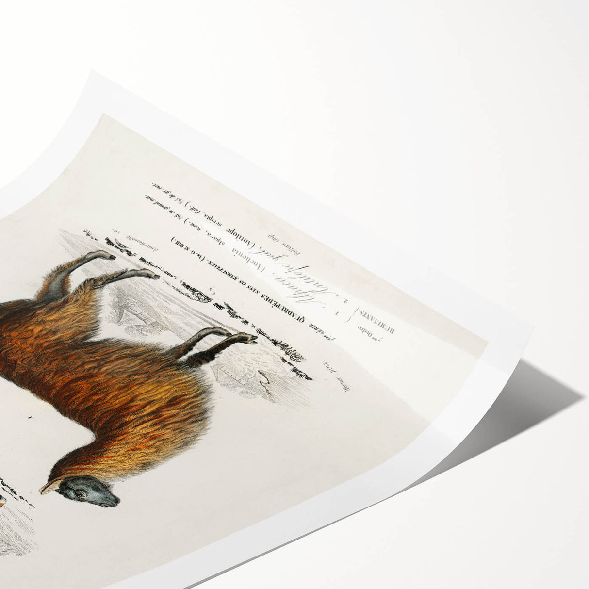 Romanticism Art: Alpaca & Antelope Historic Illustration Canvas Print