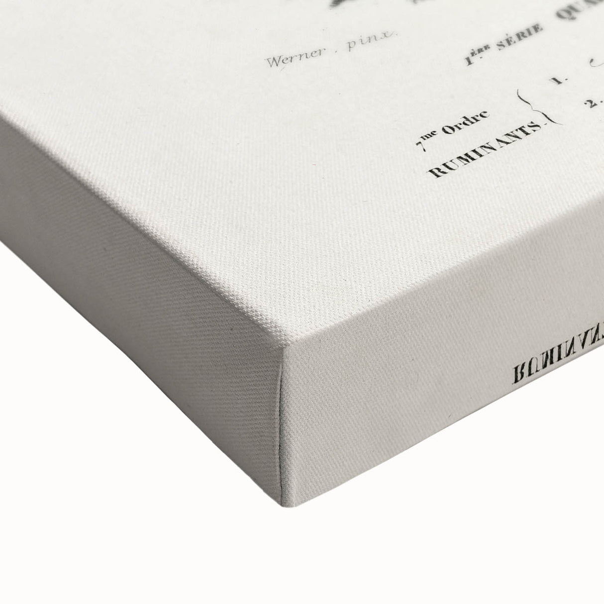 Romanticism Art: Alpaca & Antelope Historic Illustration Canvas Print