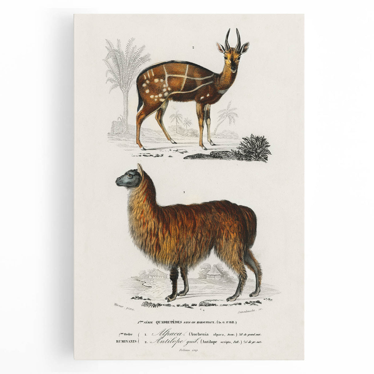 Romanticism Art: Alpaca & Antelope Historic Illustration Canvas Print