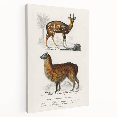 Romanticism Art: Alpaca & Antelope Historic Illustration Canvas Print