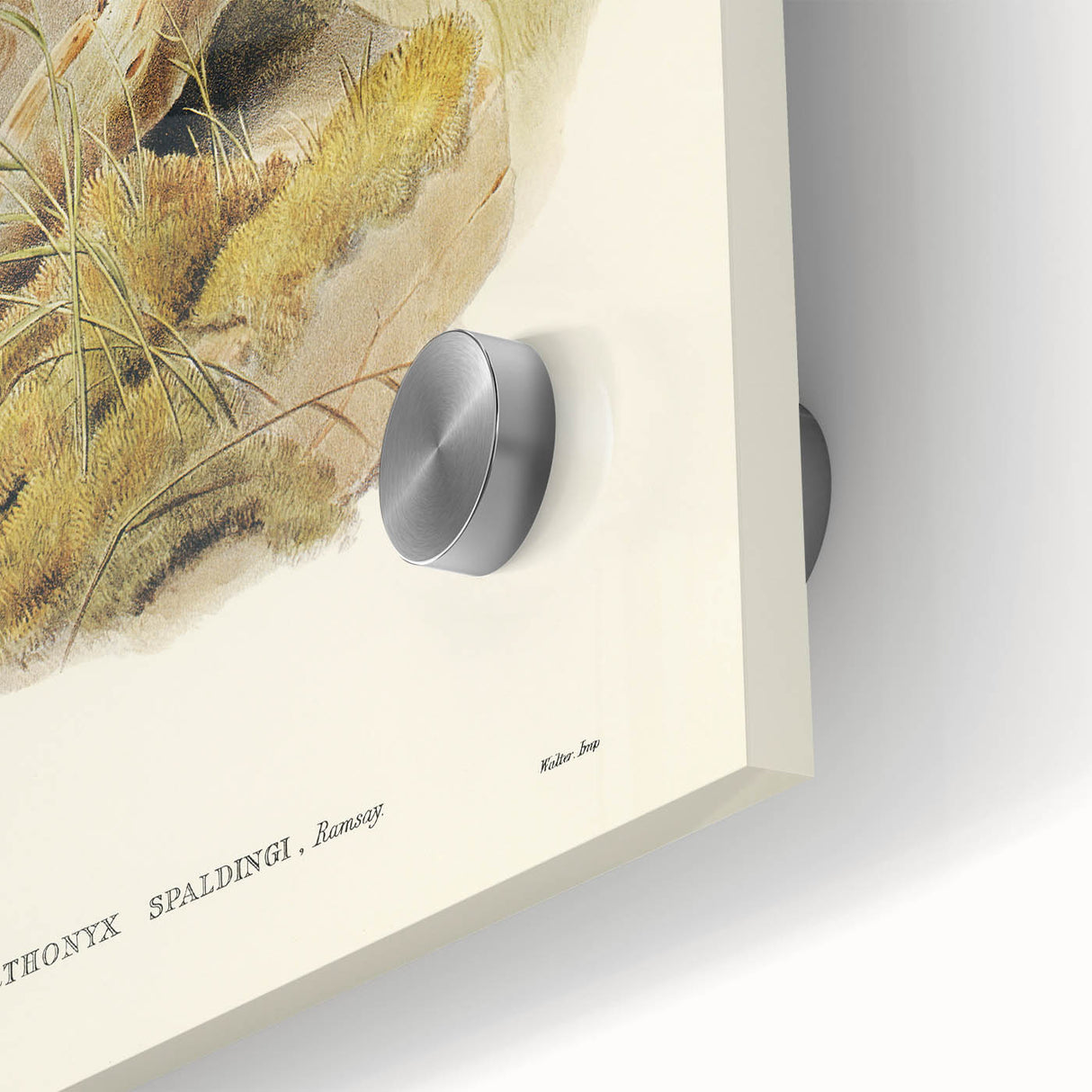 Romanticism Art: Spalding's Orthonyx Bird Canvas Print