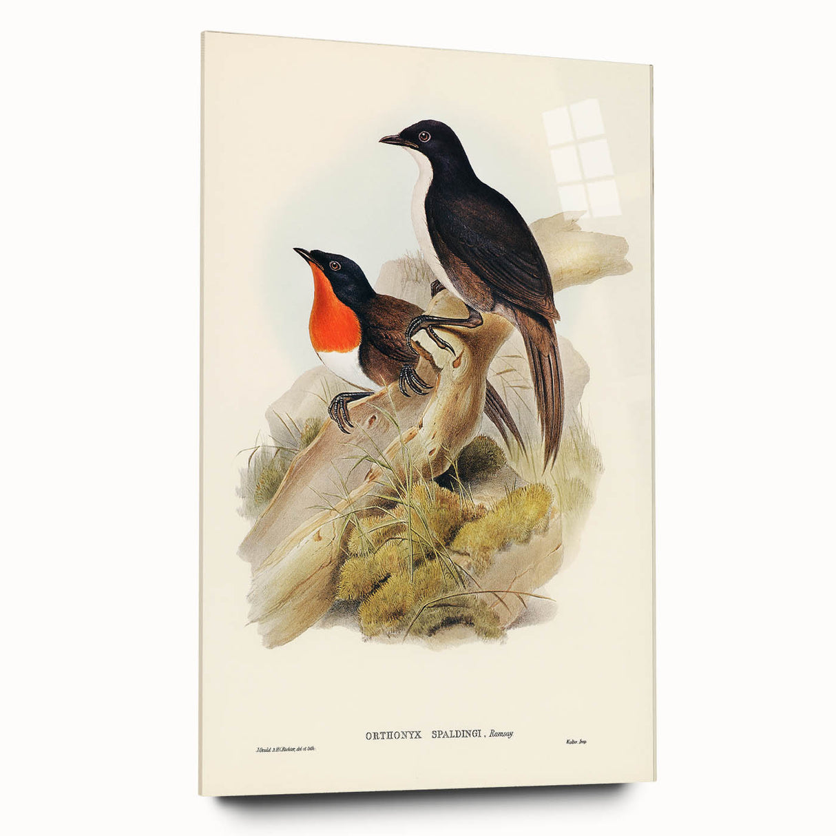 Romanticism Art: Spalding's Orthonyx Bird Canvas Print