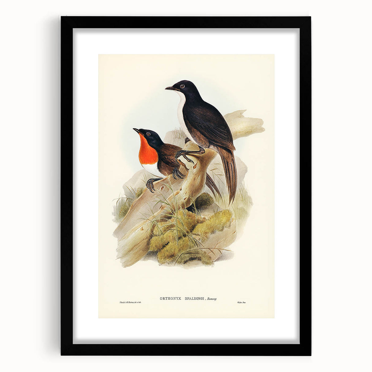 Romanticism Art: Spalding's Orthonyx Bird Canvas Print