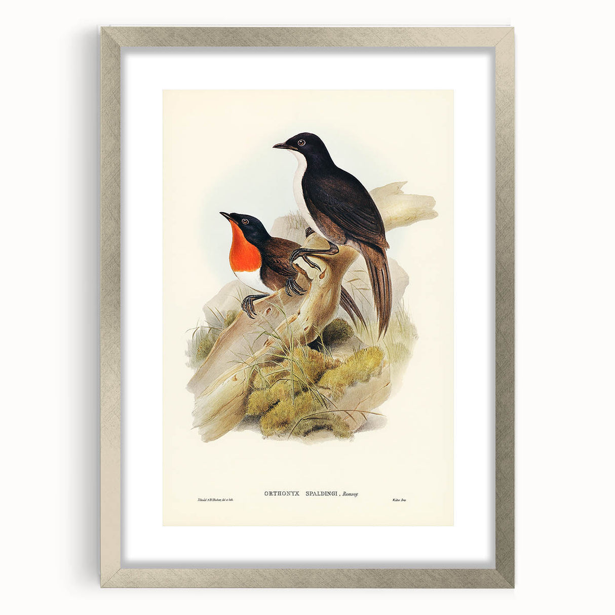 Romanticism Art: Spalding's Orthonyx Bird Canvas Print
