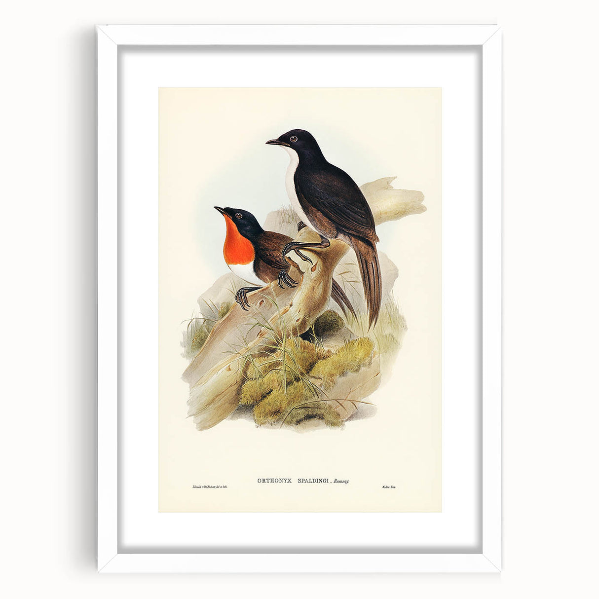 Romanticism Art: Spalding's Orthonyx Bird Canvas Print