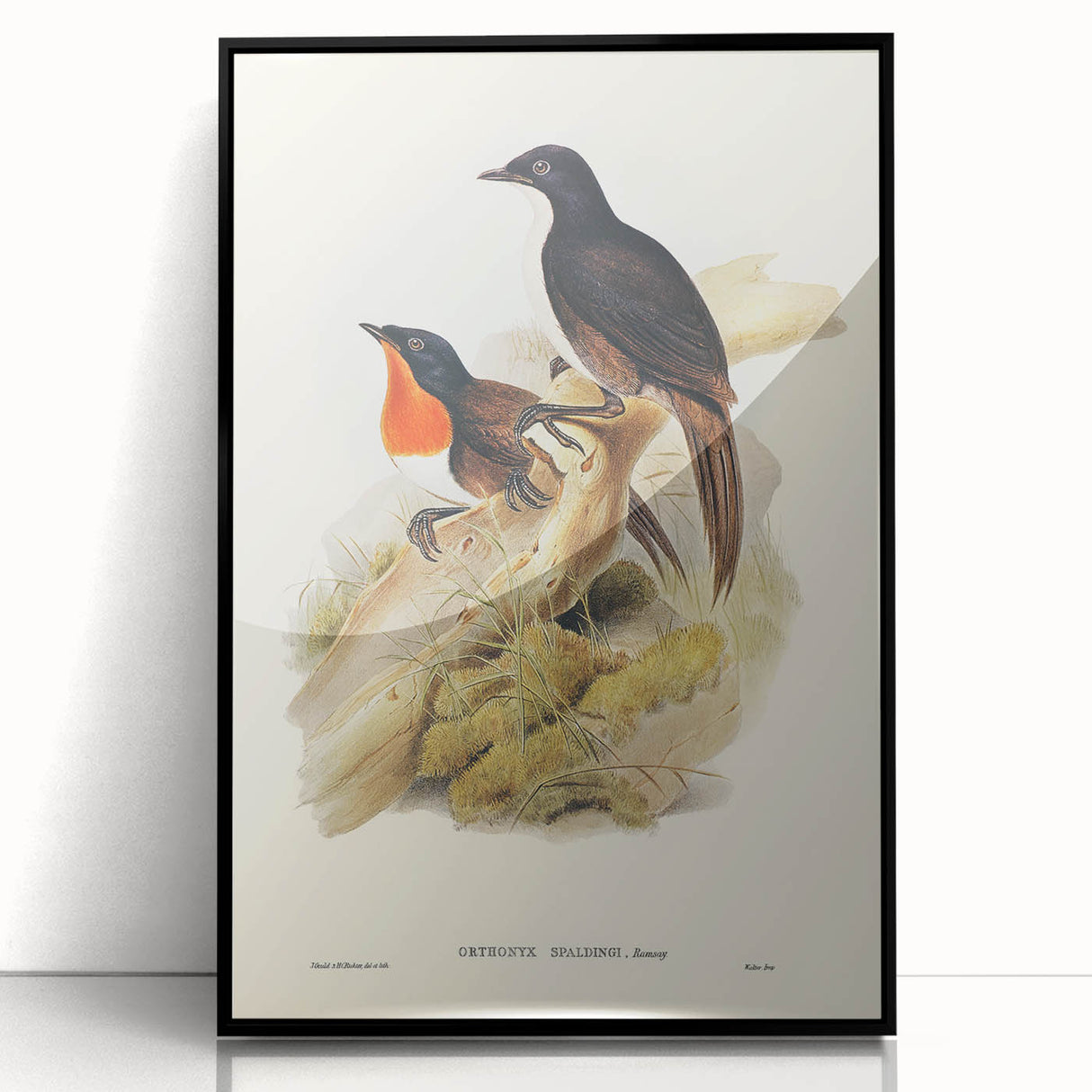 Romanticism Art: Spalding's Orthonyx Bird Canvas Print