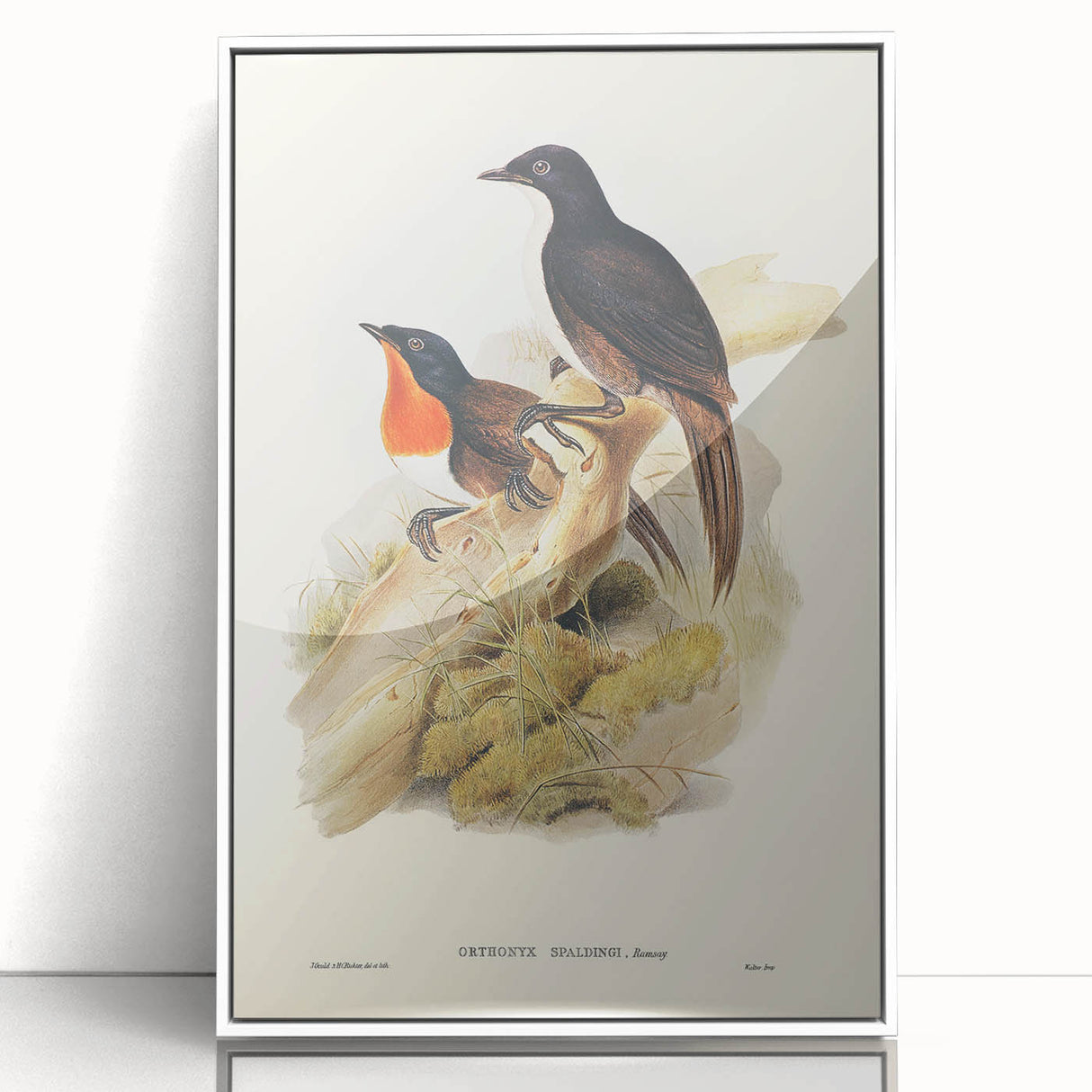 Romanticism Art: Spalding's Orthonyx Bird Canvas Print