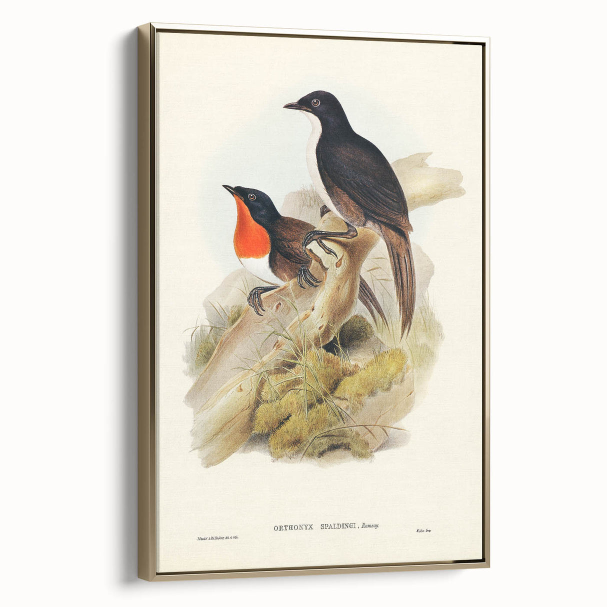 Romanticism Art: Spalding's Orthonyx Bird Canvas Print