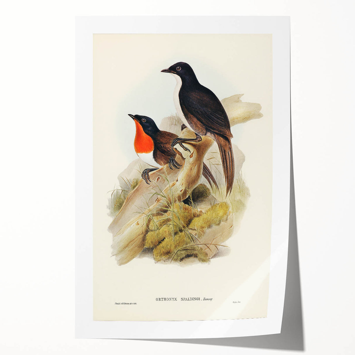 Romanticism Art: Spalding's Orthonyx Bird Canvas Print