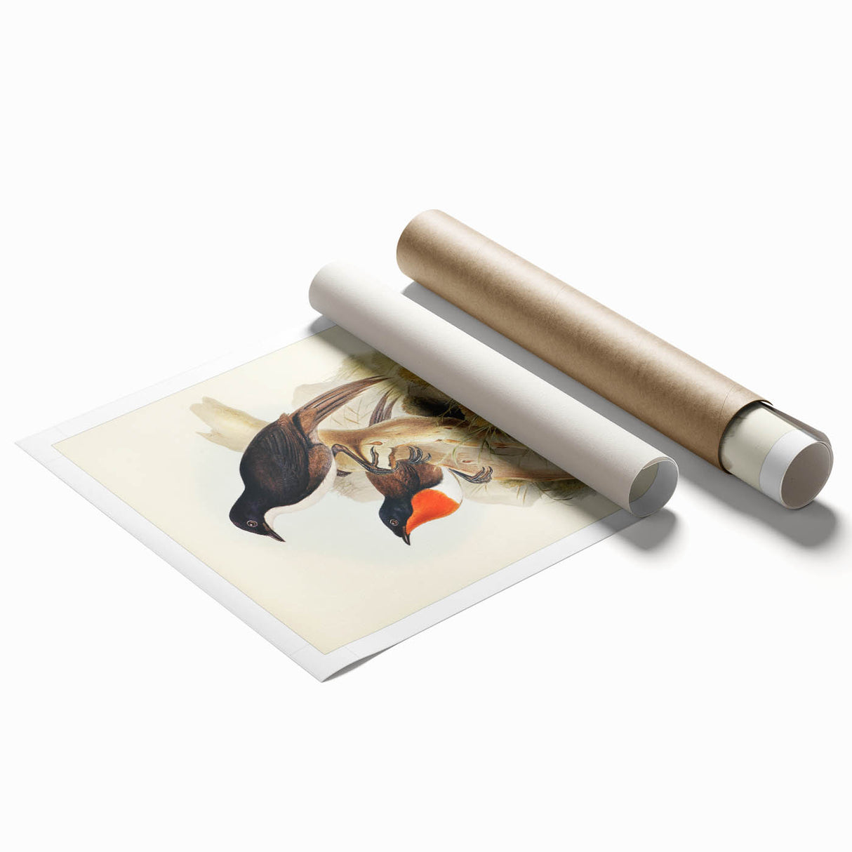 Romanticism Art: Spalding's Orthonyx Bird Canvas Print