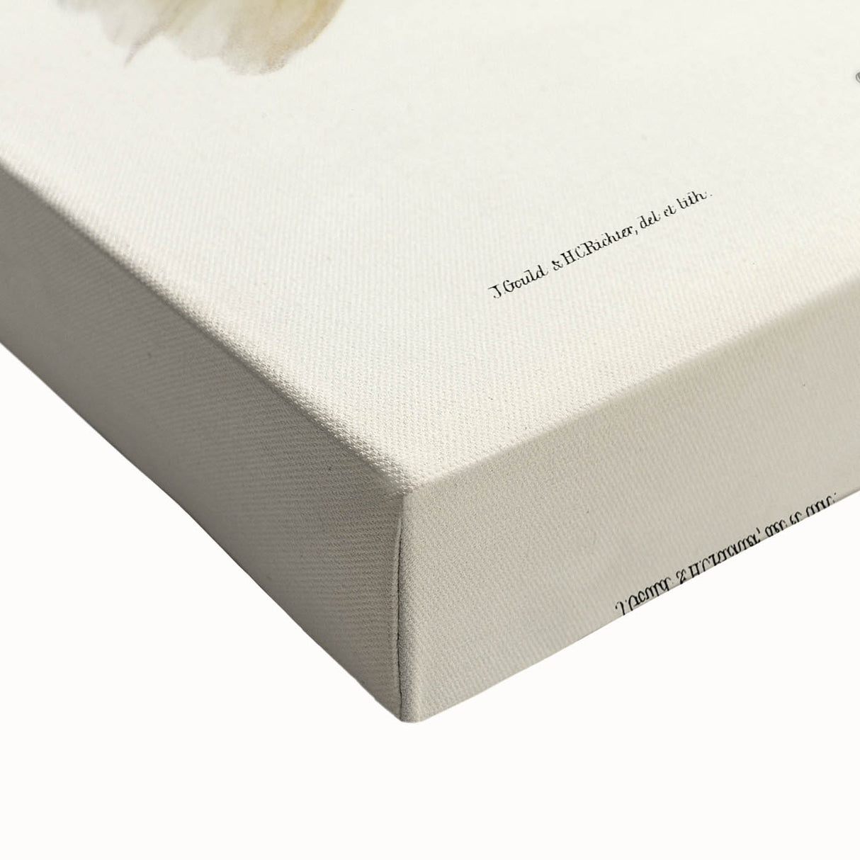 Romanticism Art: Spalding's Orthonyx Bird Canvas Print