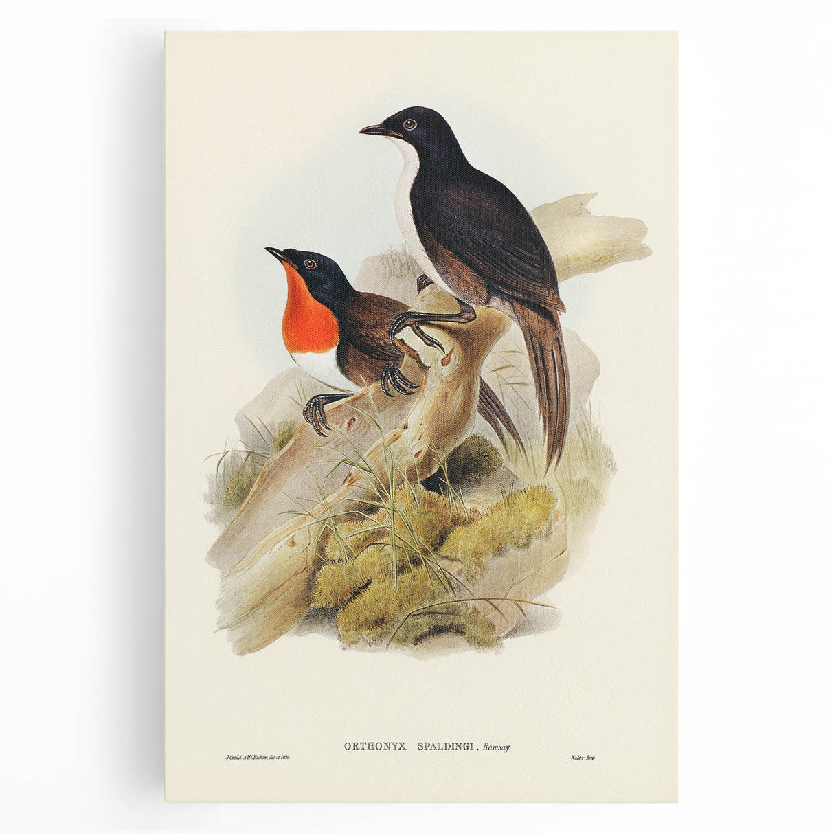 Romanticism Art: Spalding's Orthonyx Bird Canvas Print