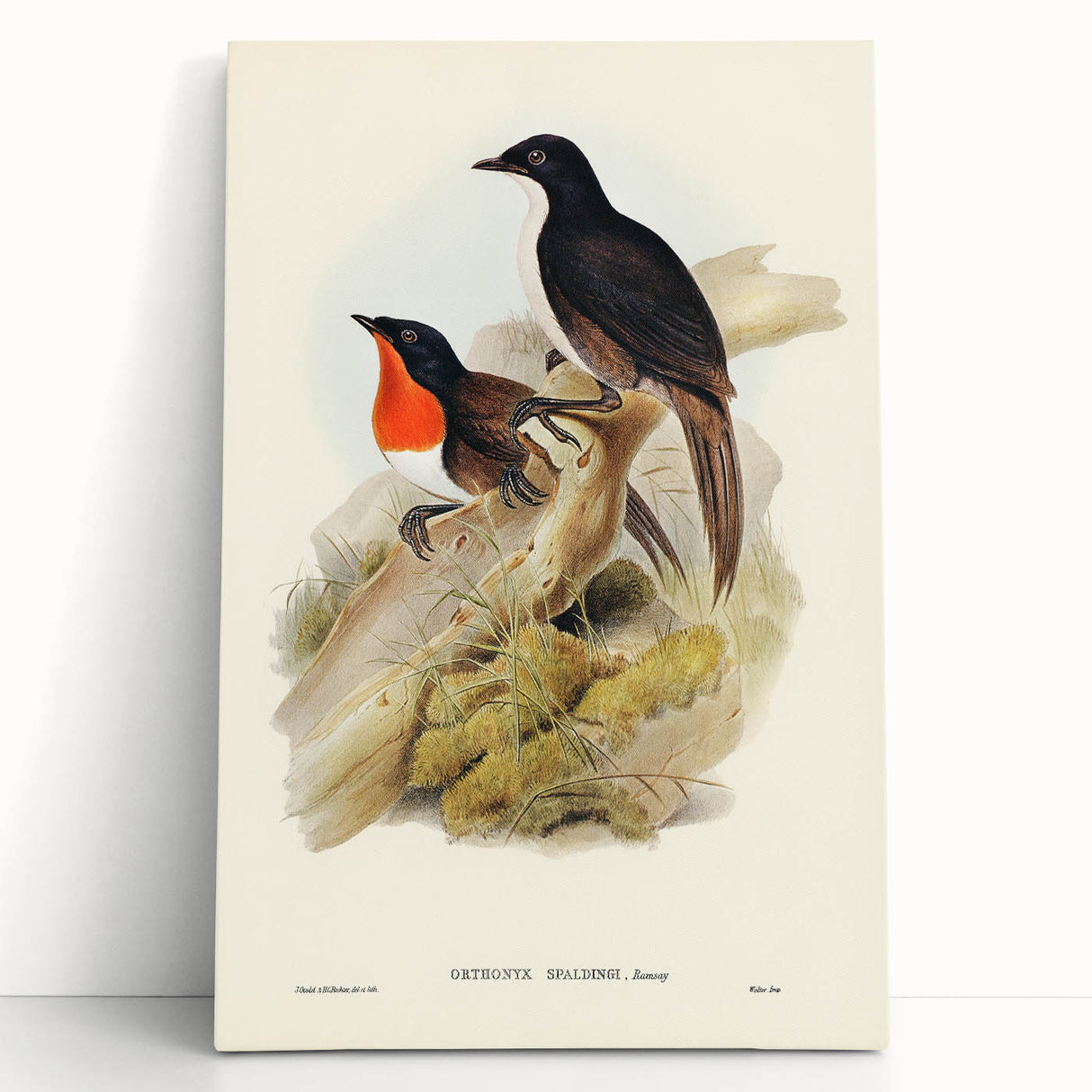 Romanticism Art: Spalding's Orthonyx Bird Canvas Print