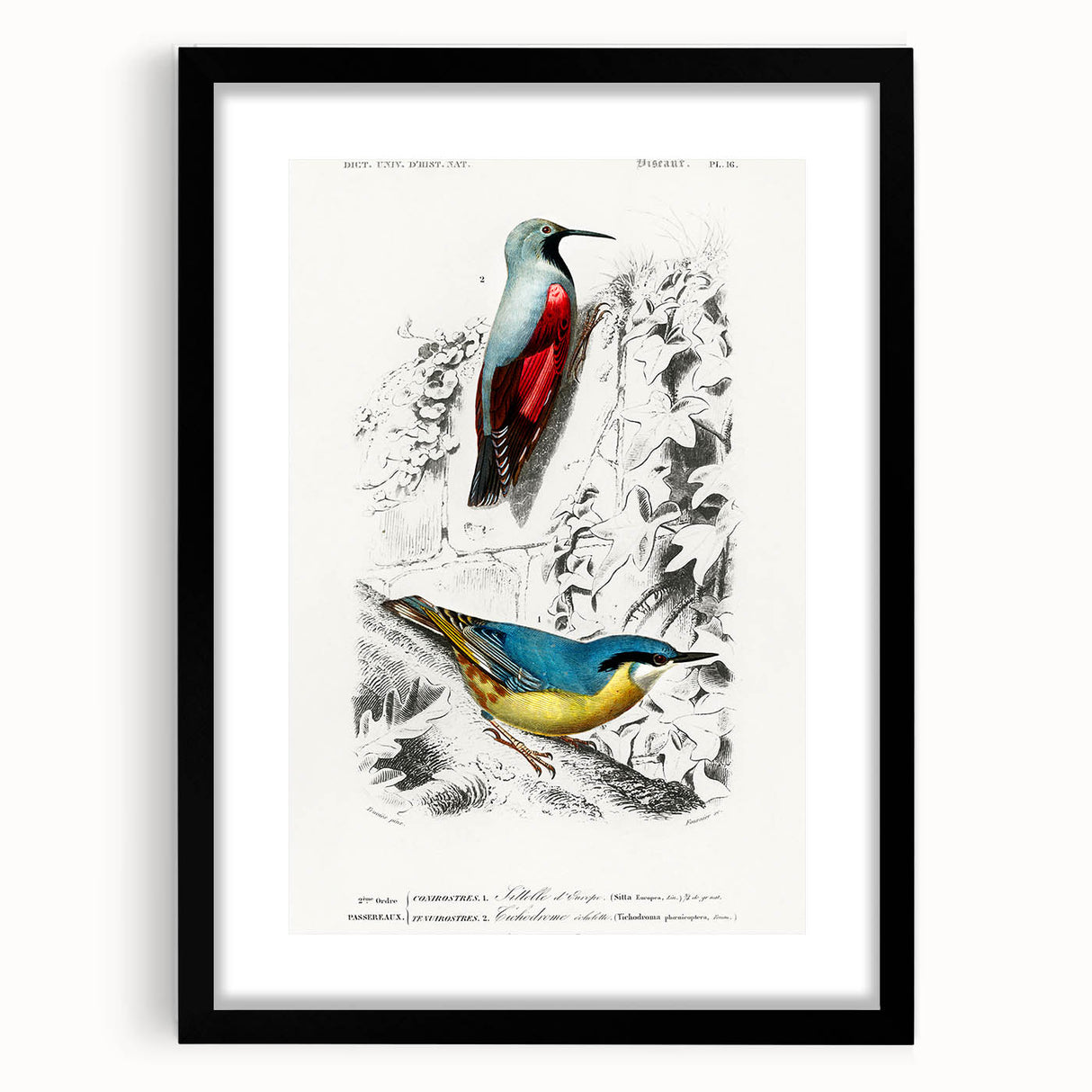 Romanticism Art: Vibrant Bird Illustration Canvas Print