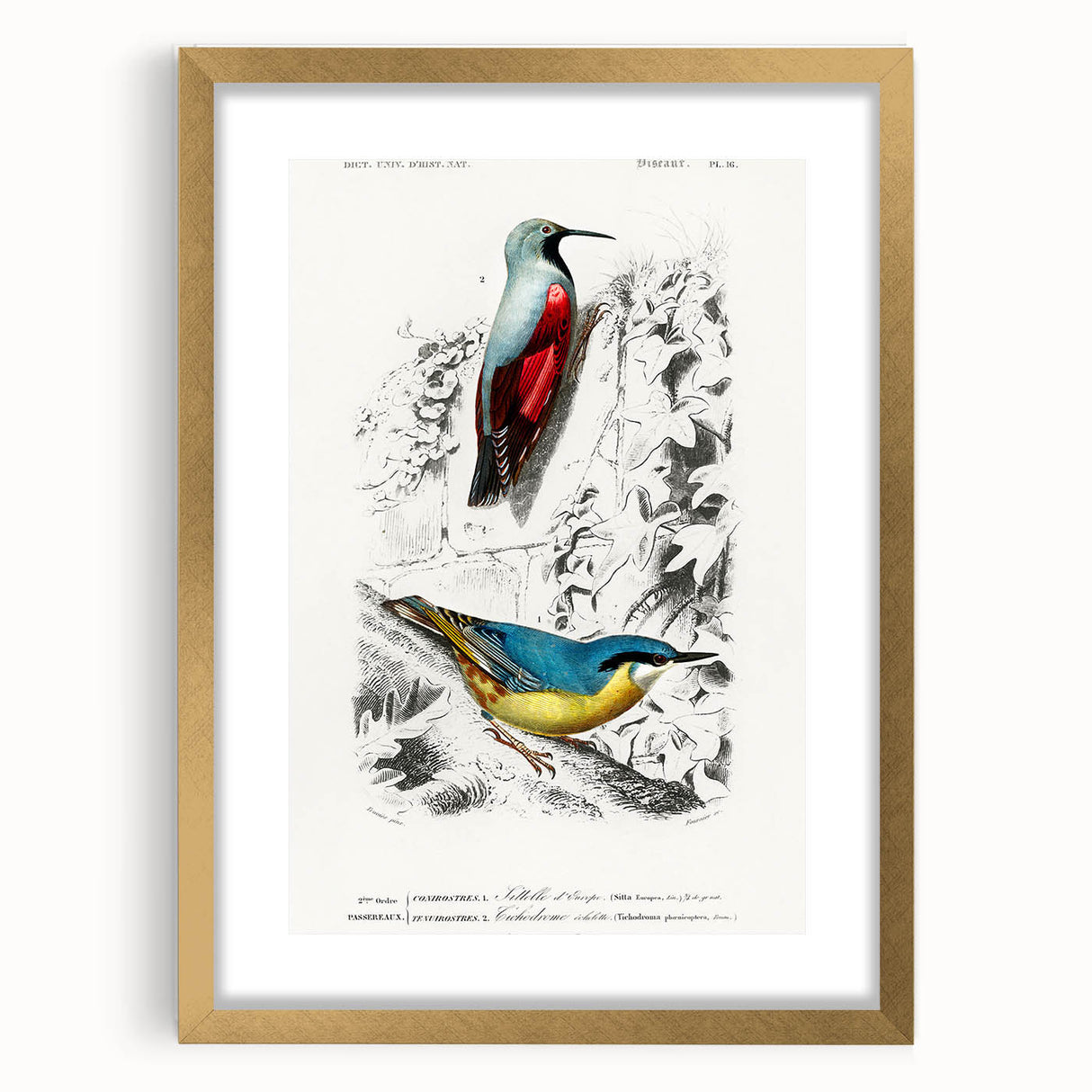 Romanticism Art: Vibrant Bird Illustration Canvas Print