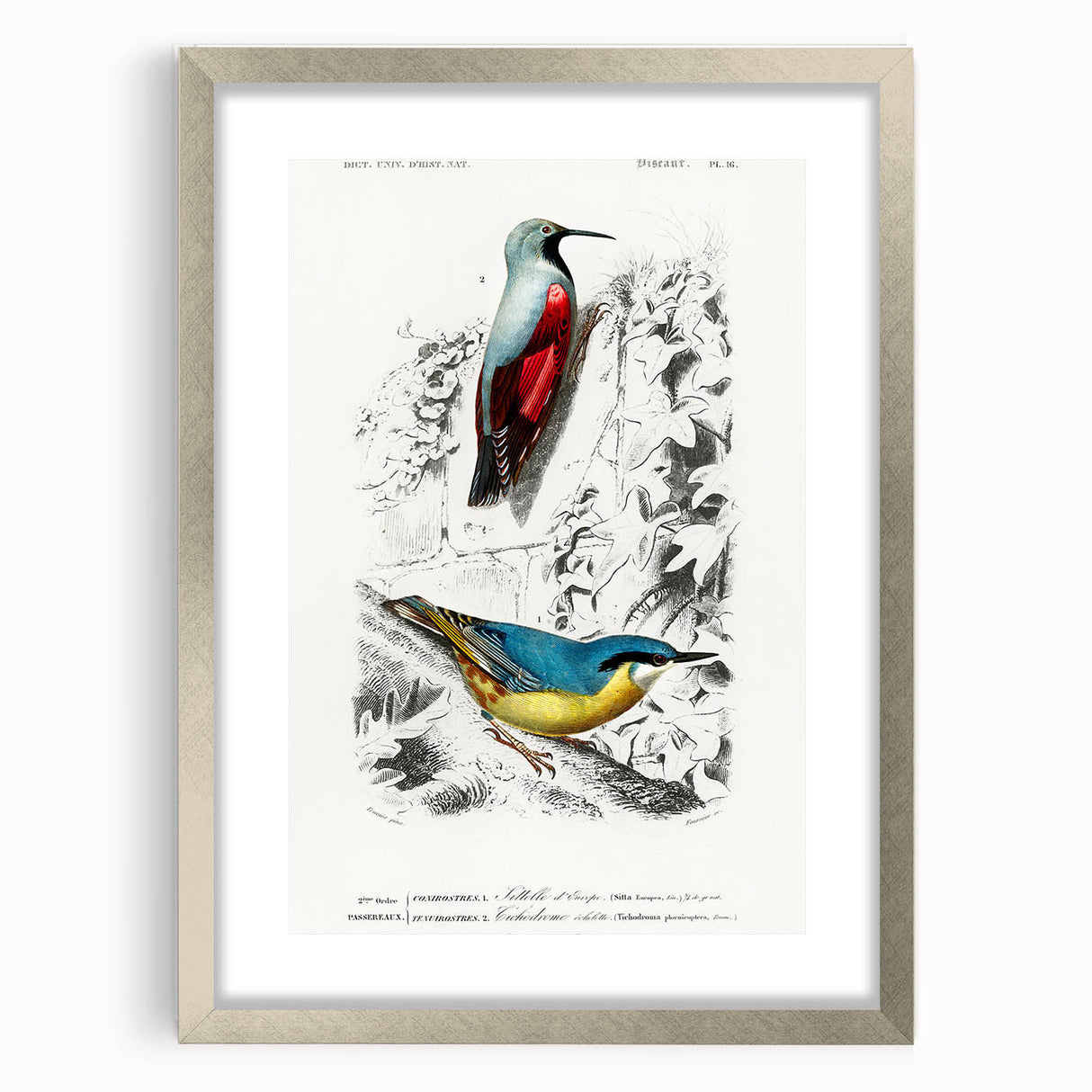 Romanticism Art: Vibrant Bird Illustration Canvas Print
