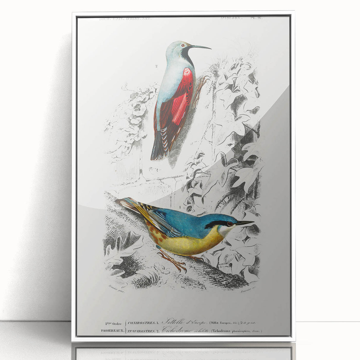 Romanticism Art: Vibrant Bird Illustration Canvas Print
