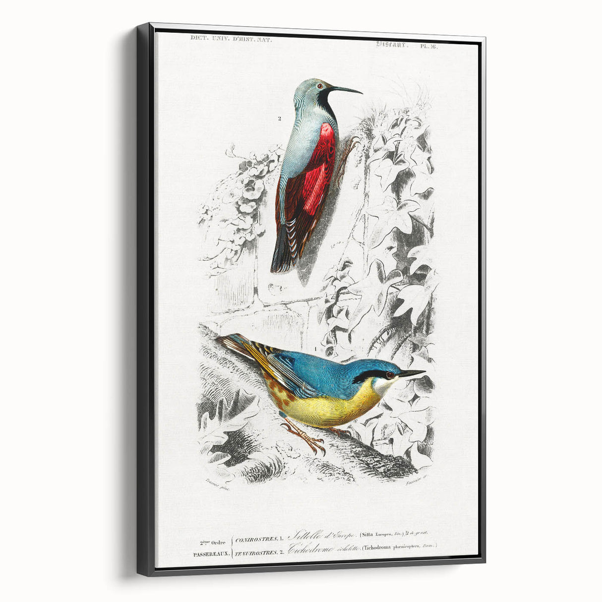 Romanticism Art: Vibrant Bird Illustration Canvas Print