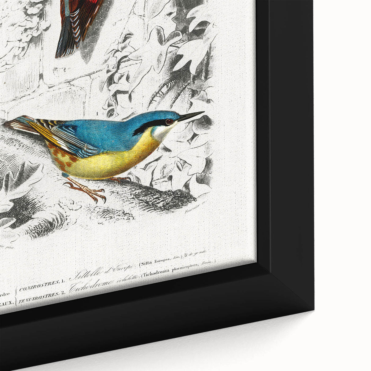 Romanticism Art: Vibrant Bird Illustration Canvas Print