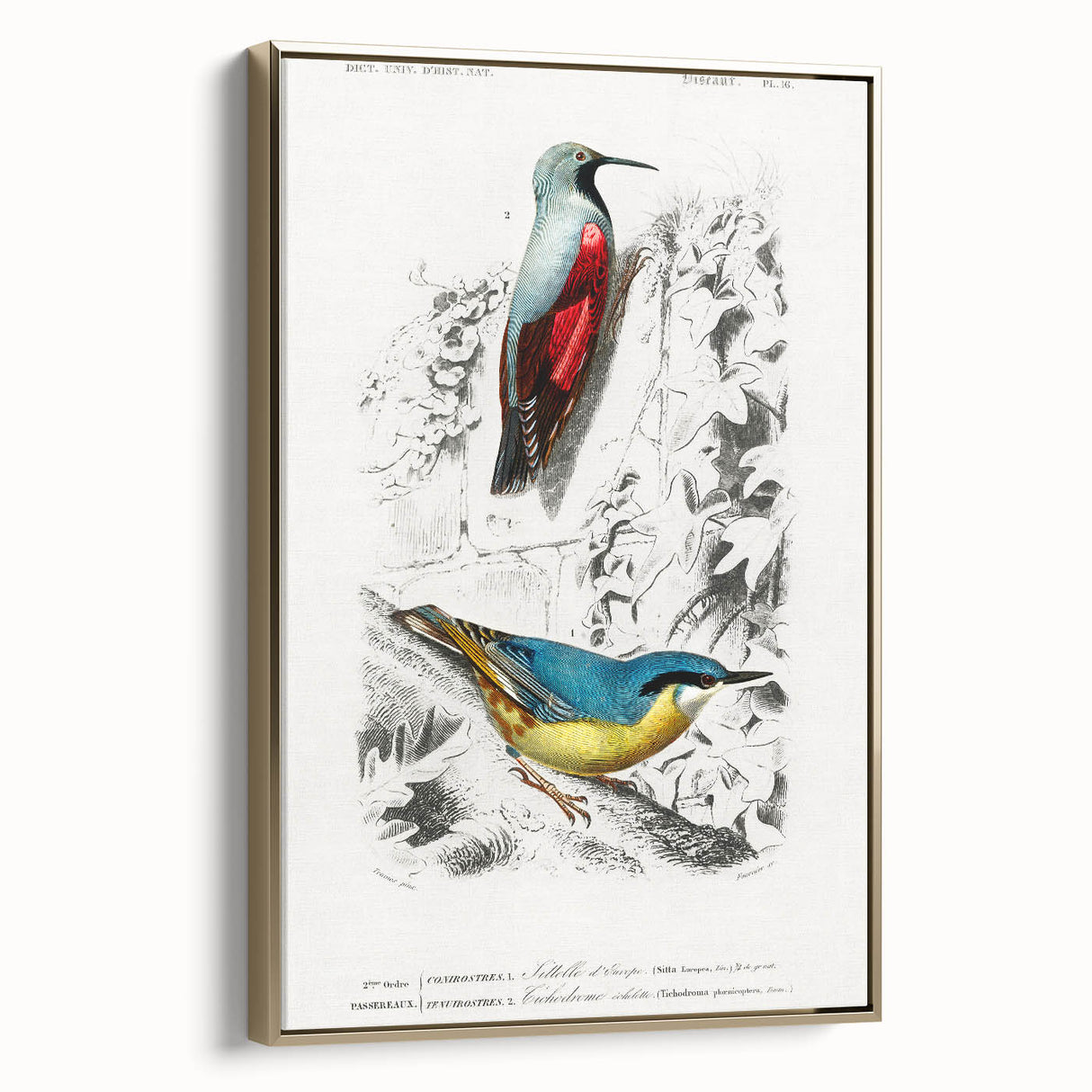 Romanticism Art: Vibrant Bird Illustration Canvas Print