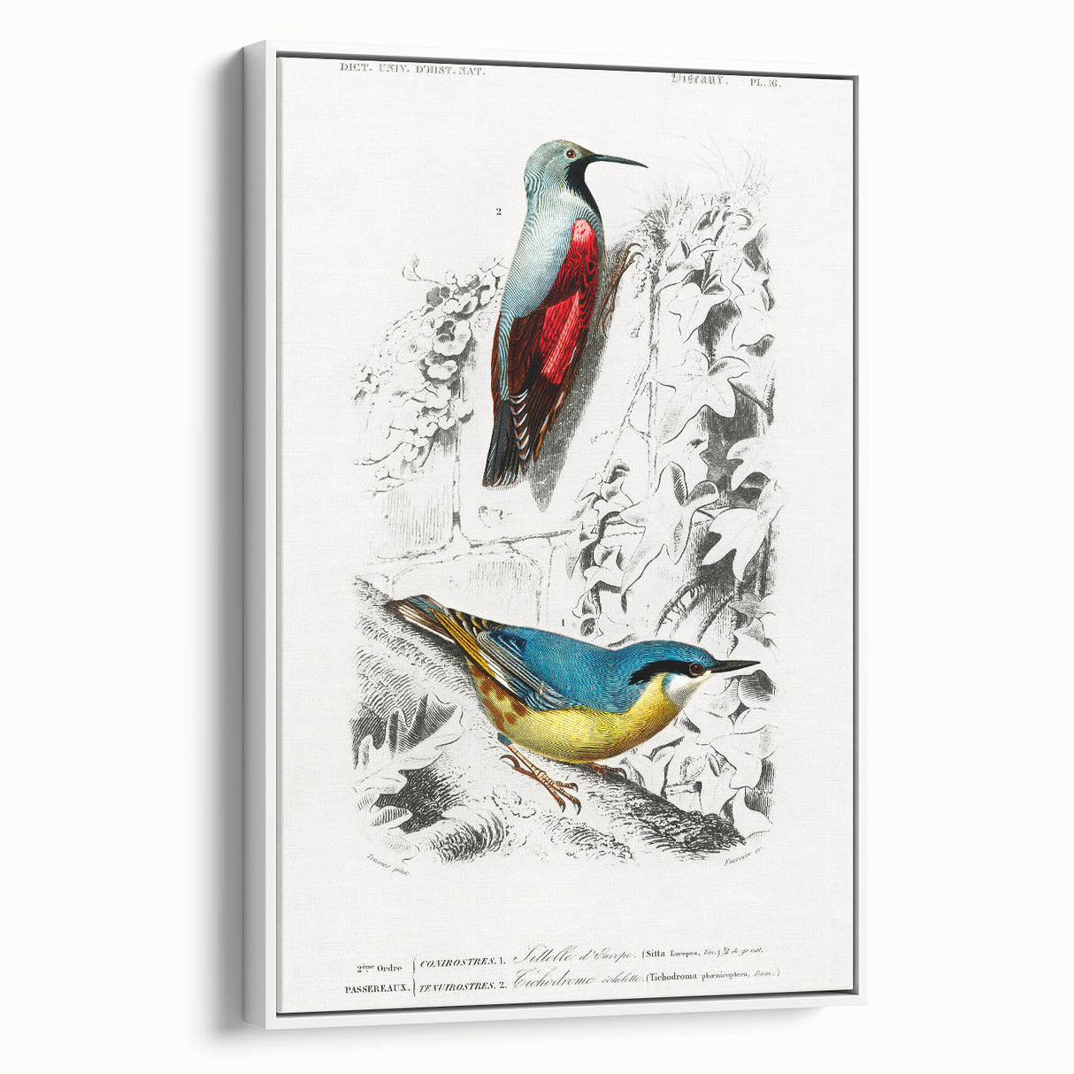 Romanticism Art: Vibrant Bird Illustration Canvas Print