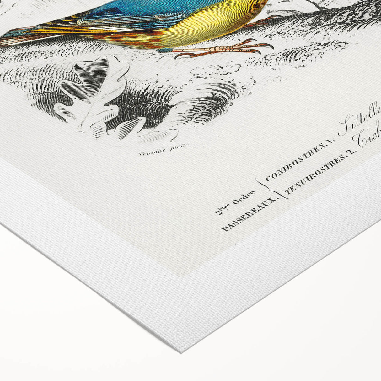 Romanticism Art: Vibrant Bird Illustration Canvas Print