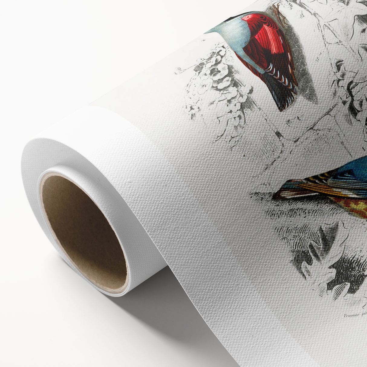 Romanticism Art: Vibrant Bird Illustration Canvas Print