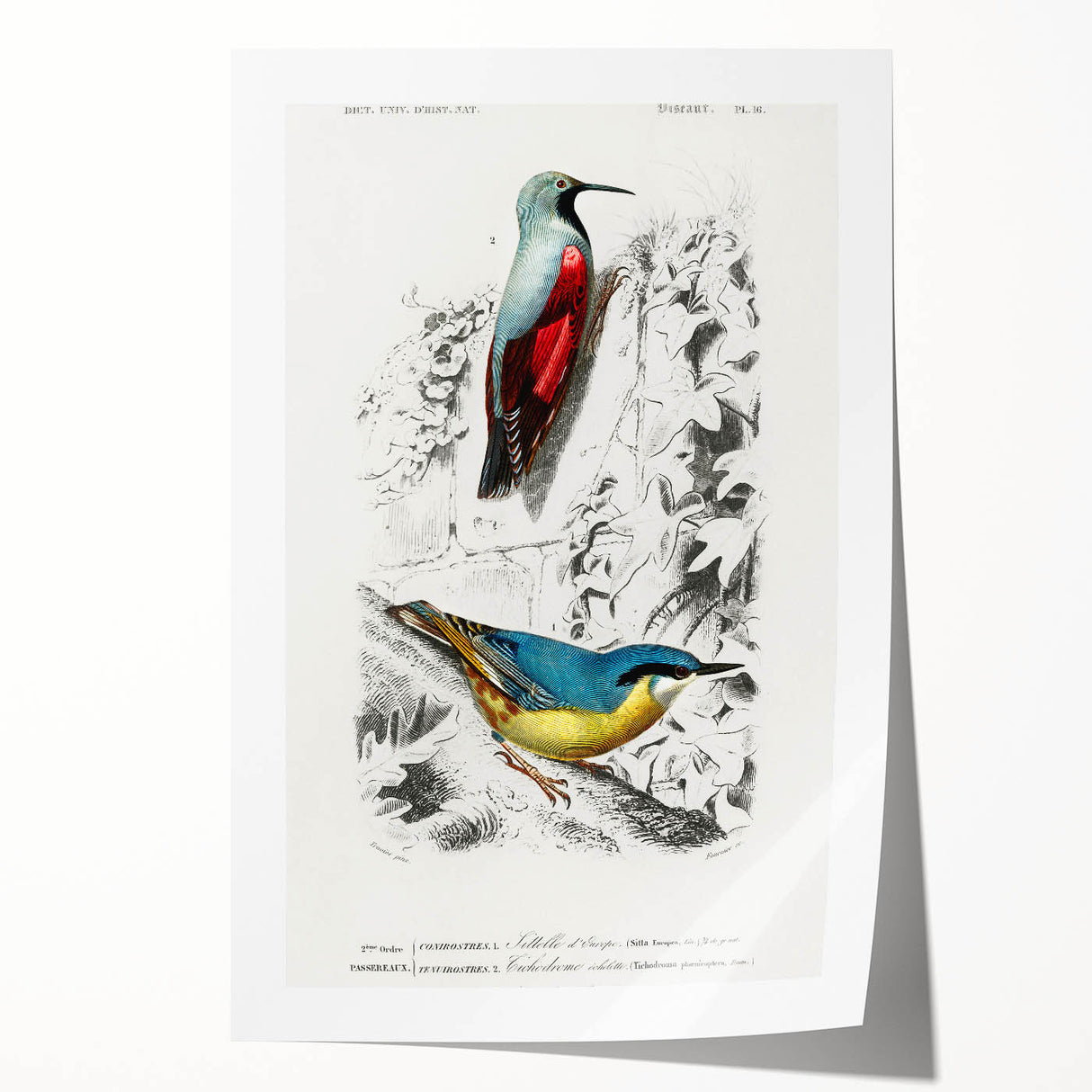 Romanticism Art: Vibrant Bird Illustration Canvas Print