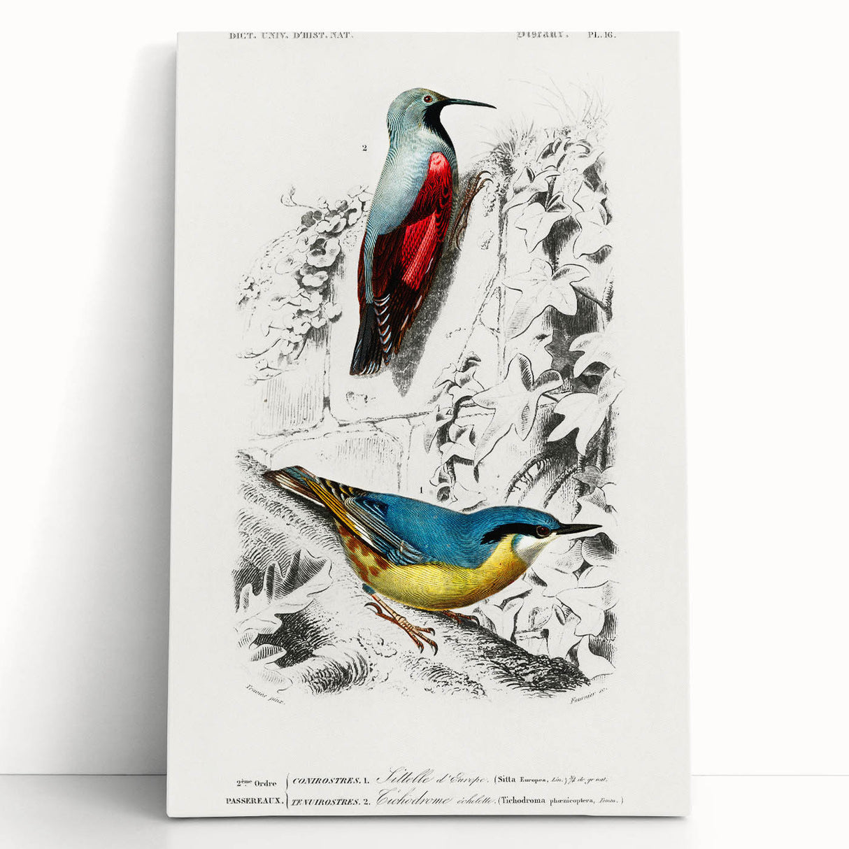 Romanticism Art: Vibrant Bird Illustration Canvas Print