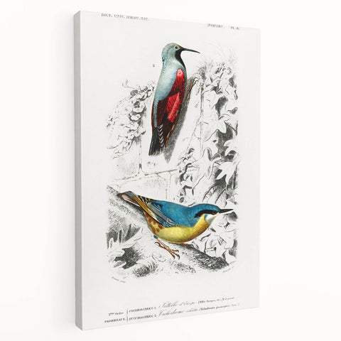 Romanticism Art: Vibrant Bird Illustration Canvas Print