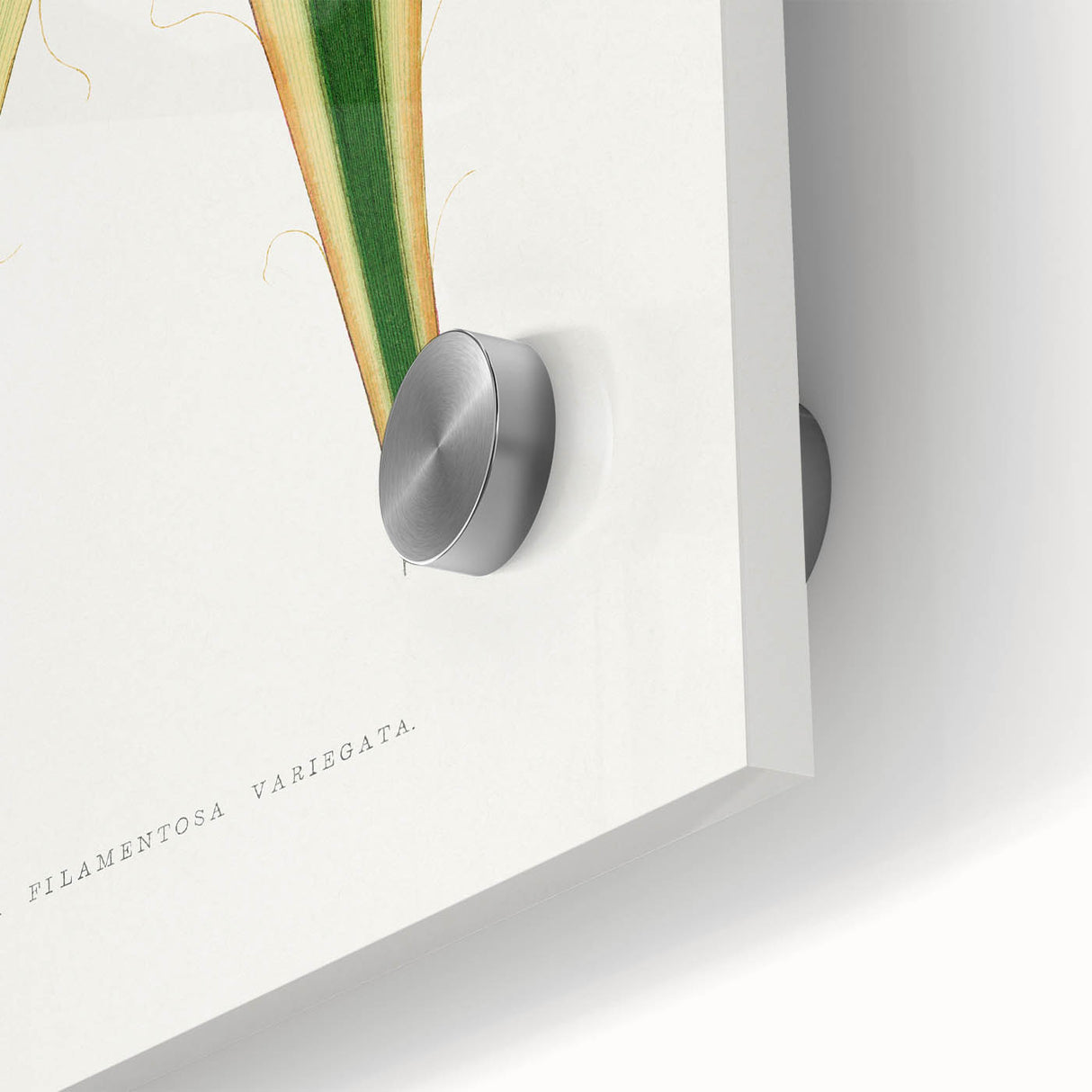 Romanticism Art: Yucca Filamentosa Leaf Illustration Canvas Print