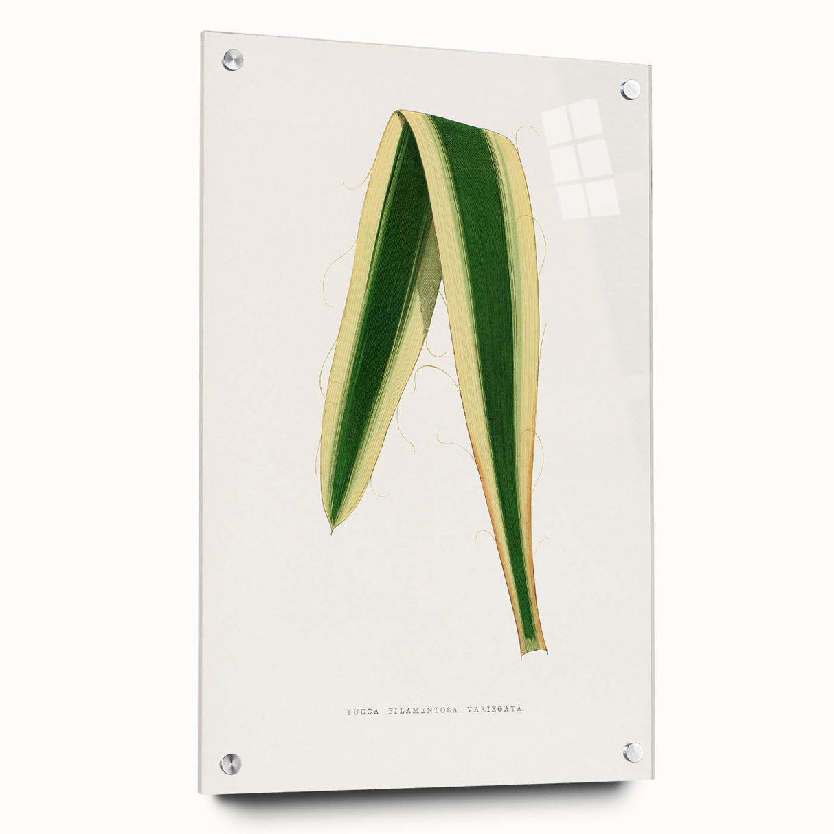 Romanticism Art: Yucca Filamentosa Leaf Illustration Canvas Print