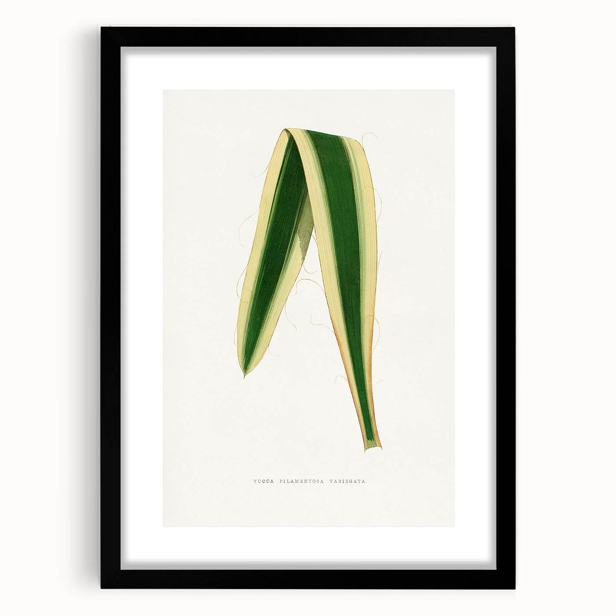 Romanticism Art: Yucca Filamentosa Leaf Illustration Canvas Print