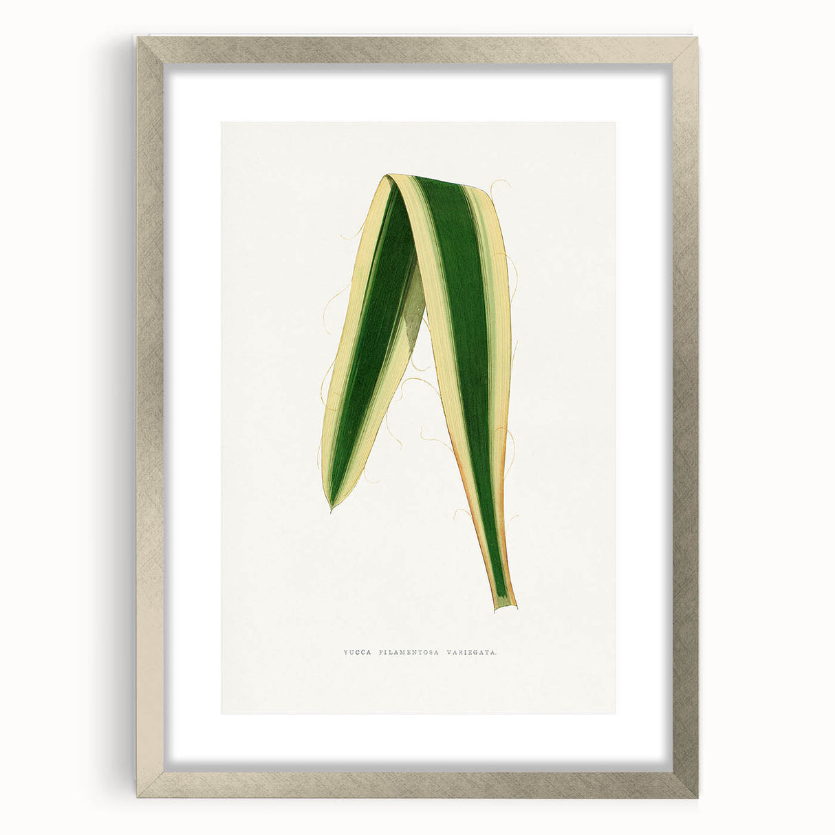 Romanticism Art: Yucca Filamentosa Leaf Illustration Canvas Print