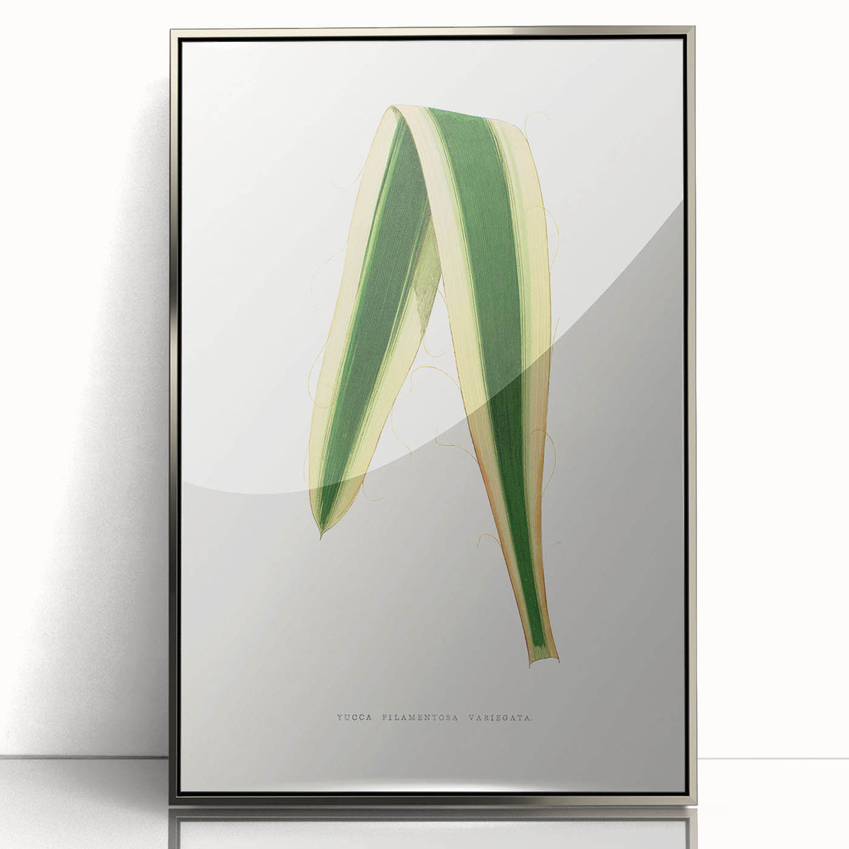 Romanticism Art: Yucca Filamentosa Leaf Illustration Canvas Print