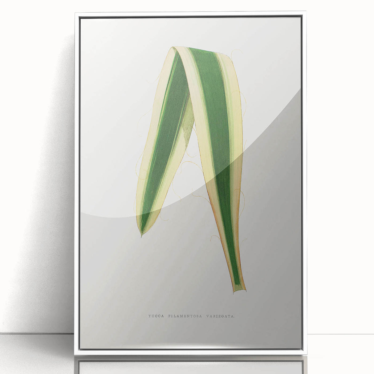 Romanticism Art: Yucca Filamentosa Leaf Illustration Canvas Print
